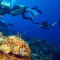 5 Best Places to Dive in Cuba and How to Handle Marine Life with Care