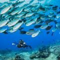 Exploring the Underwater World: What Marine Life Can You See When Scuba Diving?