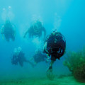 Avoiding Dangerous Marine Life When Scuba Diving in the UK