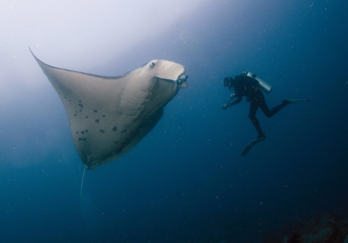 What Marine Life Should Be Left Undisturbed When Cave-Diving in the UK?