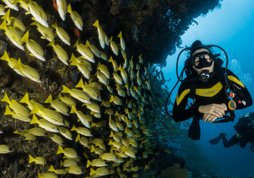 Does Scuba Diving Impact Marine Life?