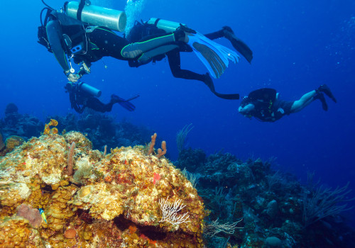 5 Best Places to Dive in Cuba and How to Handle Marine Life with Care