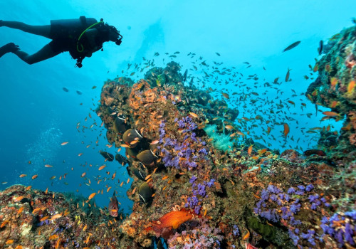 How Much Does it Cost to Go Scuba Diving in Florida?