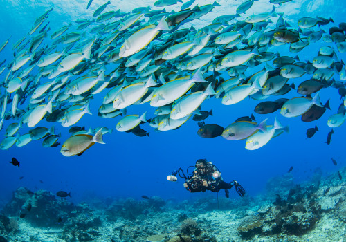 Exploring the Underwater World: What Marine Life Can You See When Scuba Diving?