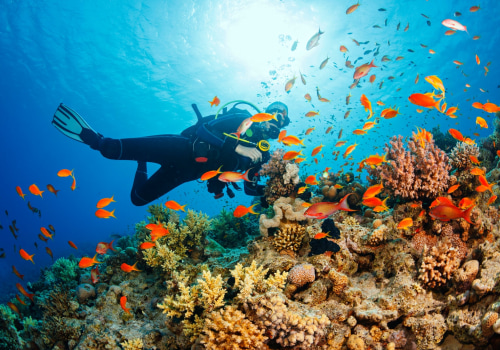 Why You Should Get Scuba Certified